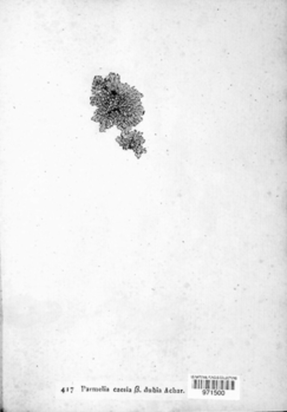 Parmelia caesia subsp. dubia image